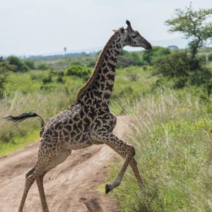 1 DAY TOUR ; Nairobi National Park, Elephant Orphanage, Karen Blixen Museum, Giraffe Center
