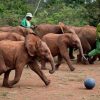 the-david-sheldrick-wildlife