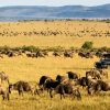 Wildebeests_mara