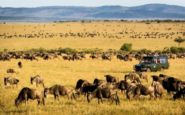 Wildebeests_mara