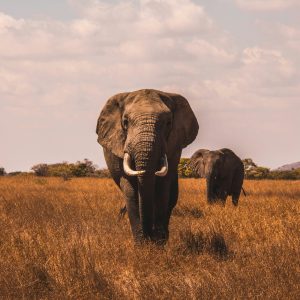 5-Day Masai Mara/Nakuru/Naivasha Group Camping Safari Joining Group Budget
