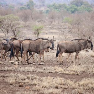 7-Day Masai Mara/ Lake Naivasha / Lake Nakuru/ Amboseli
