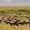 download (1).jpg maasai