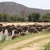 download (1).jpg samburu