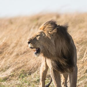 4-Day Masai Mara And Nakuru Medium Group Safari