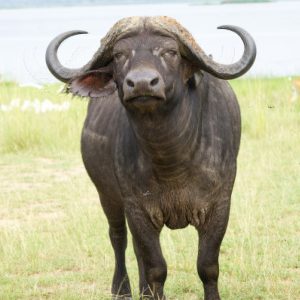 3-Day Joining Safari In Masai Mara