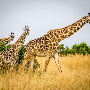 5 Days Thrilling Safari in Maasai Mara, Lake Naivasha, and Lake Nakuru, Kenya